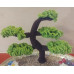 Bonsai Tree