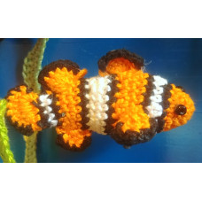 Clown Fish Clown Fish