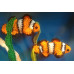 Clown Fish